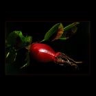 rose hip