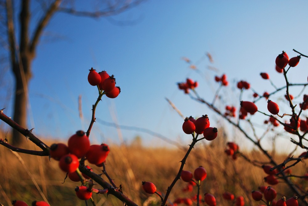 rose hip