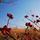 rose hip