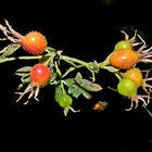 rose hip - Hagebutten (unshaved - unrasiert)