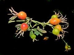 rose hip - Hagebutten (unshaved - unrasiert)