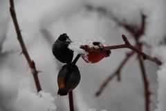 Rose hip ice