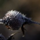 Rose hip with hoar frost