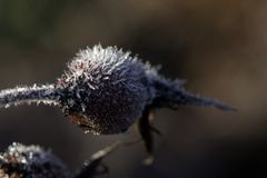 Rose hip with hoar frost