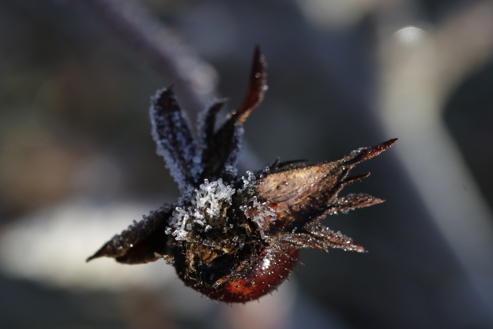 Rose hip with white frost