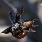 Rose hip with white frost