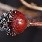 Rose hip with white frost