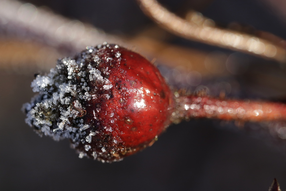 Rose hip with white frost