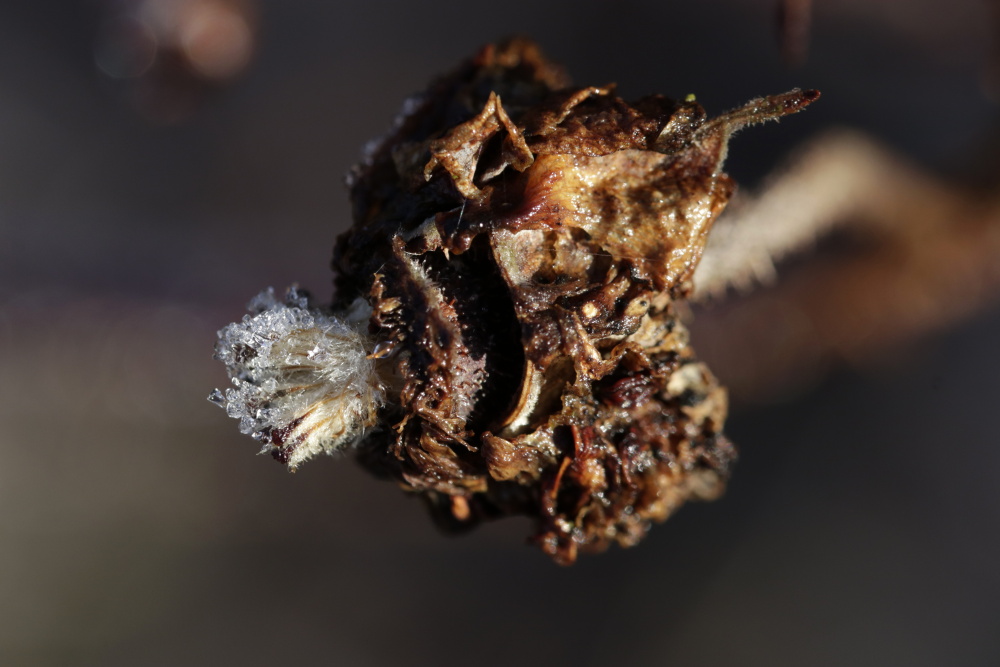 Rose hip with white frost