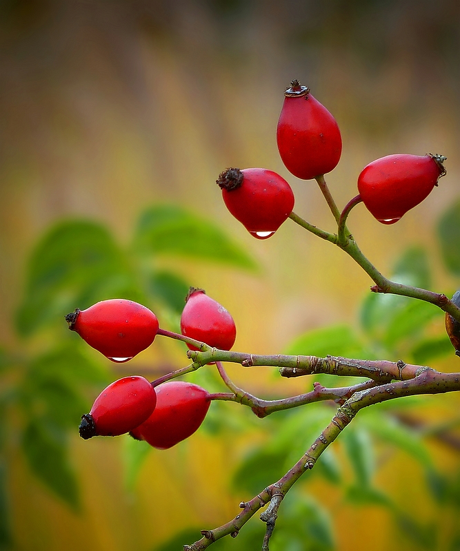 Rose Hips