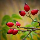 Rose Hips