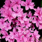 Rose hortensias...