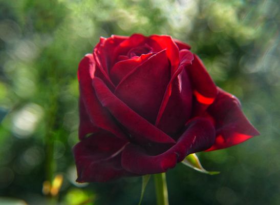 Rose "Ich wollte einfach mal Danke sagen"