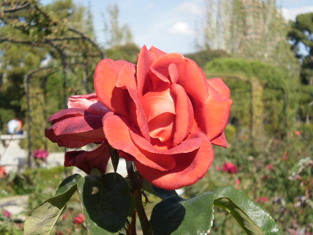 rose II