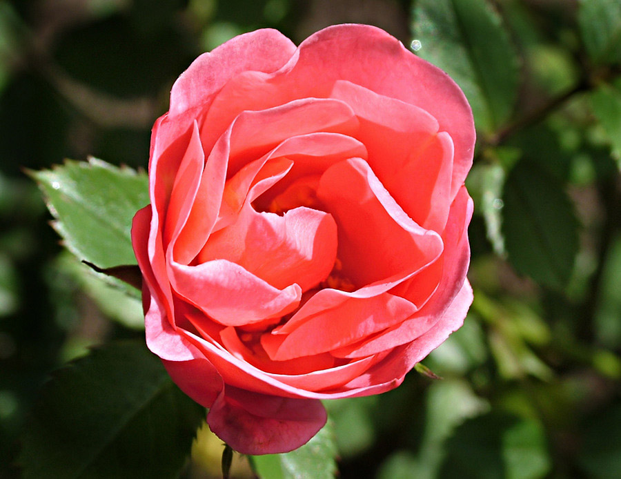 Rose II