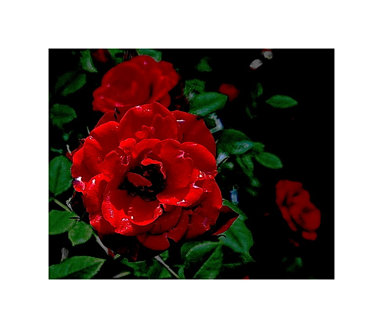 Rose II