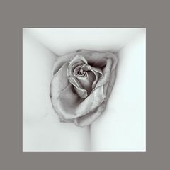 Rose II