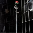 Rose II - MOMA - NYC