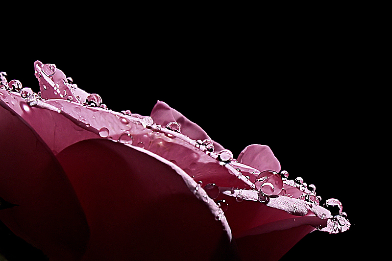 Rose III