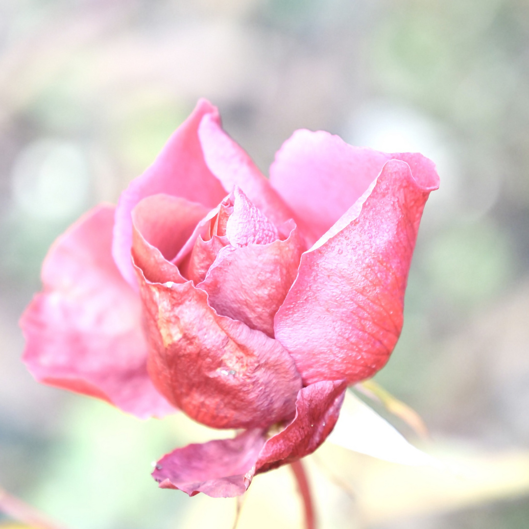 Rose im …