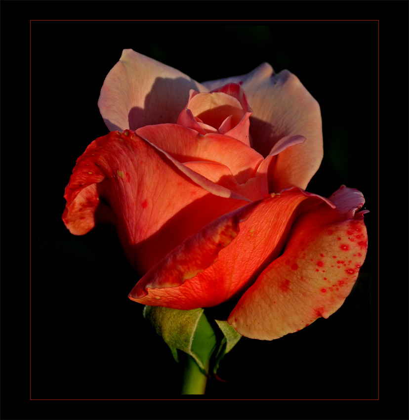 Rose im Abendlicht