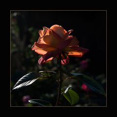 Rose im Abendlicht / 2