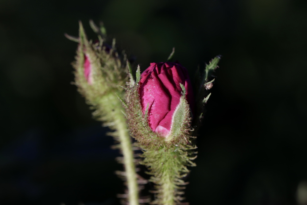 Rose im Abendlicht