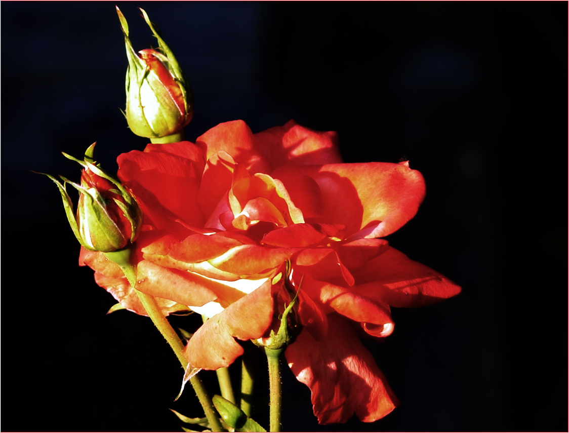 Rose im Abendlicht