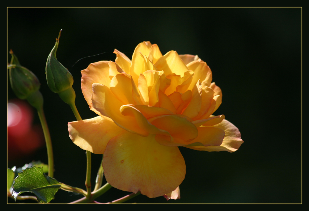 Rose im Abendlicht