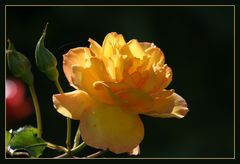 Rose im Abendlicht