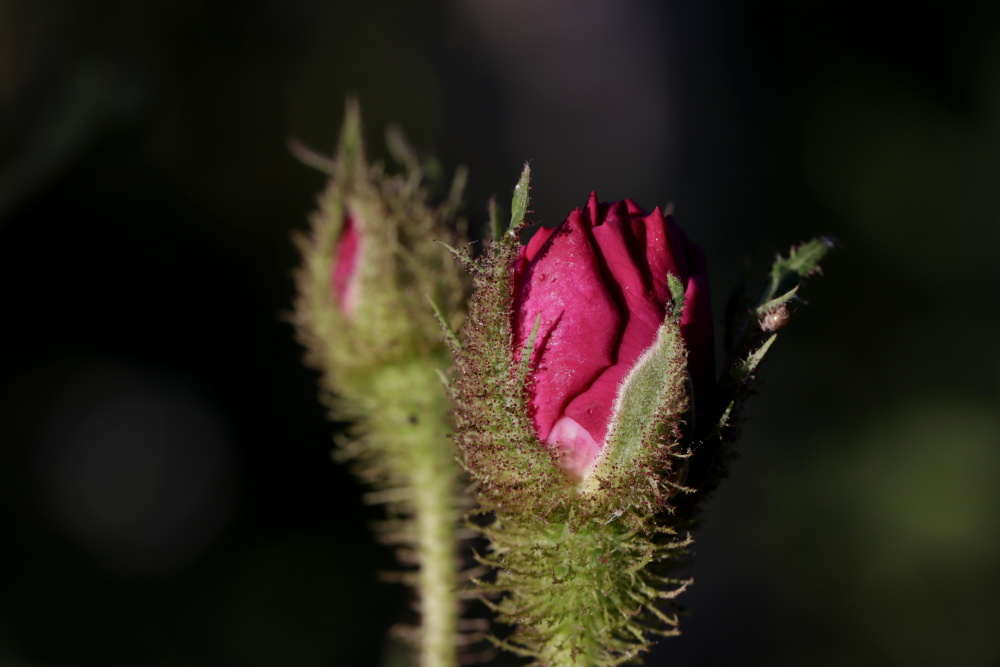 Rose im Abendlicht