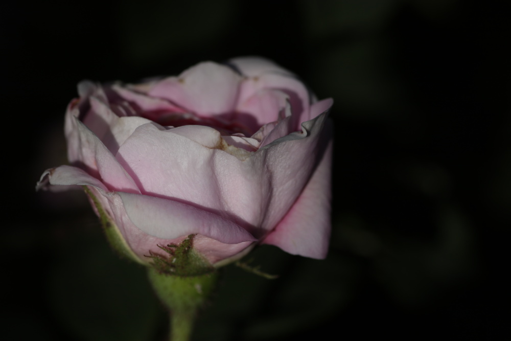 Rose im Abendlicht