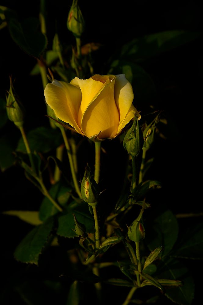 Rose im Abendlicht