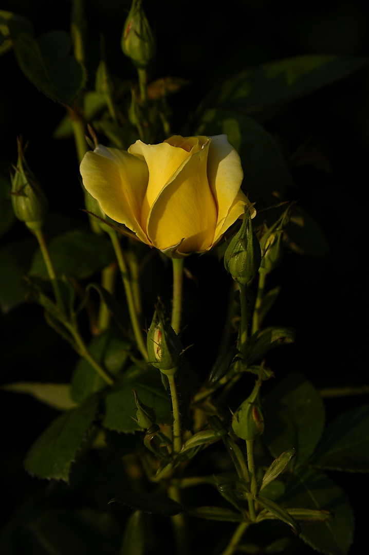 Rose im Abendlicht