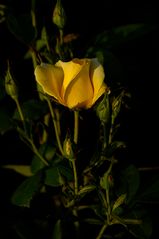 Rose im Abendlicht