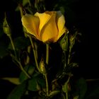 Rose im Abendlicht
