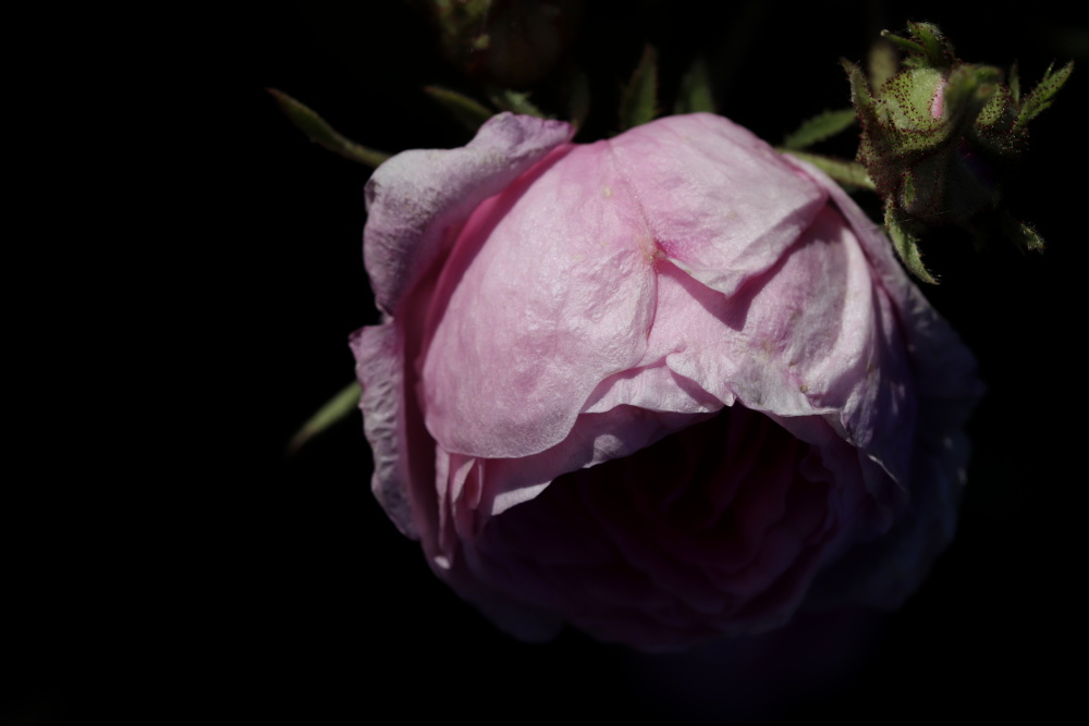 Rose im Abendlicht