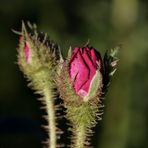 Rose im Abendlicht