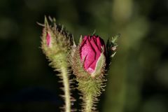 Rose im Abendlicht