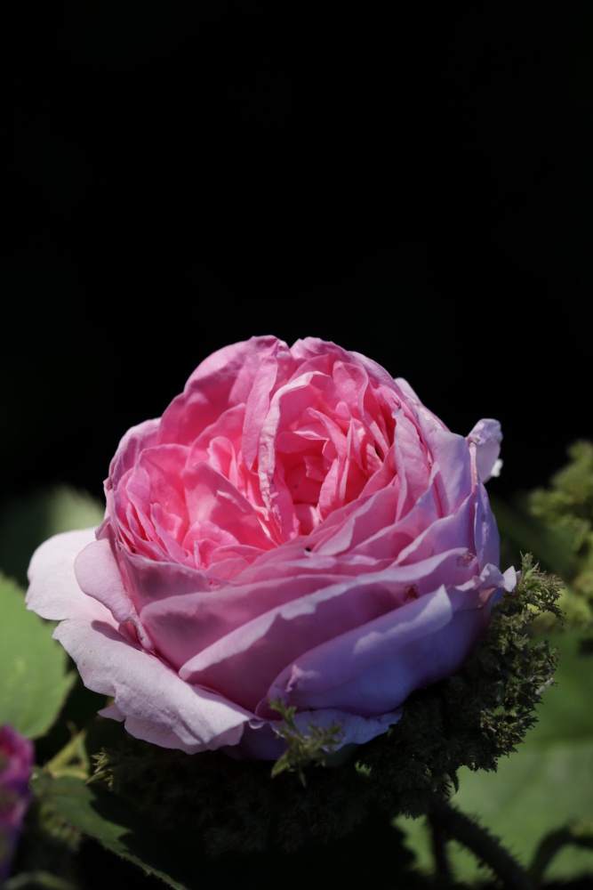 Rose im Abendlicht