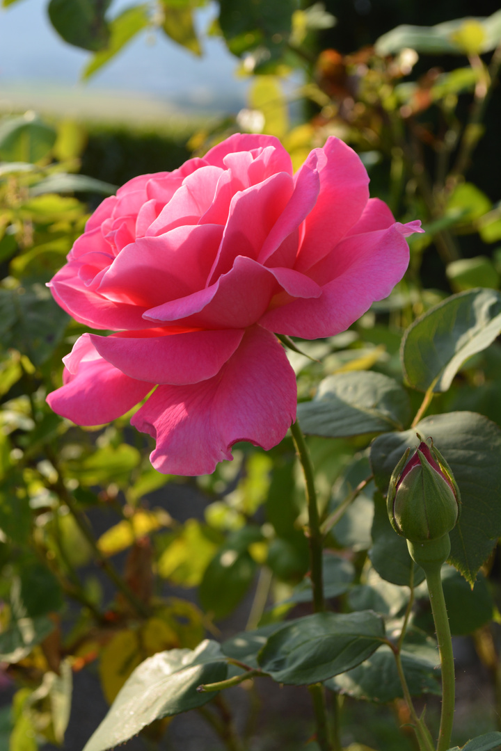 Rose im Abendlicht