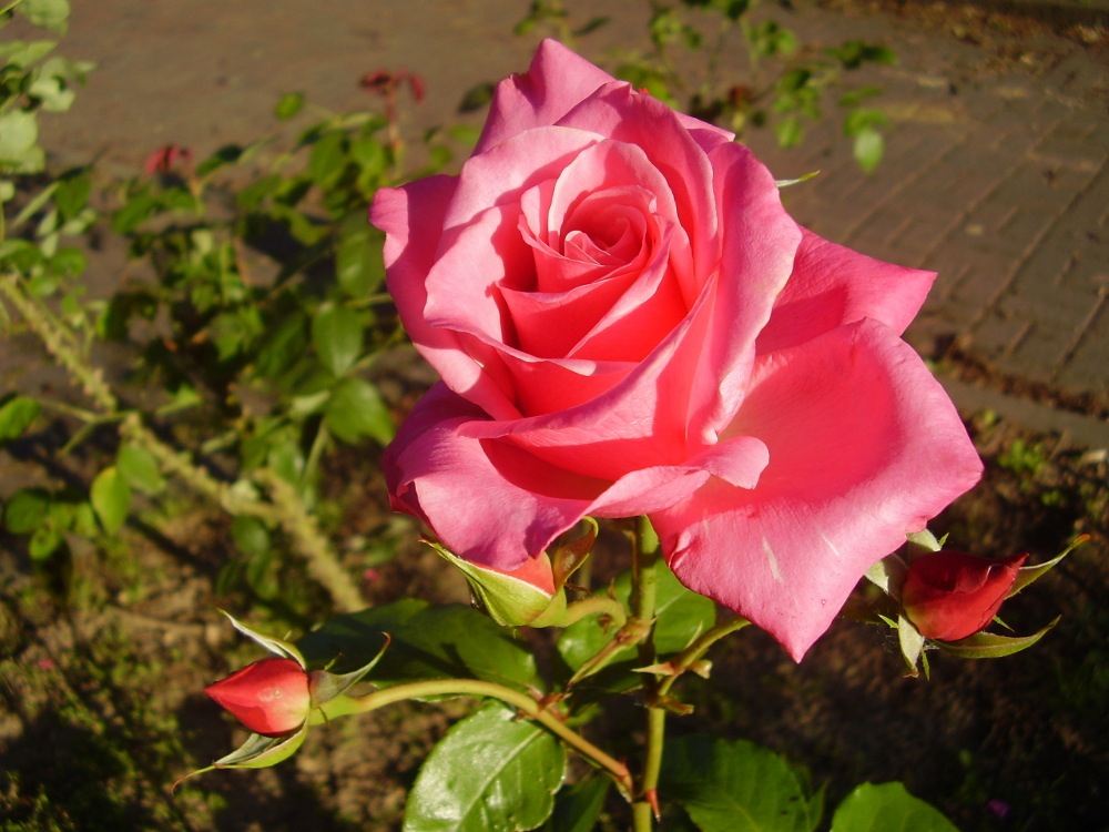 Rose im Abendlicht