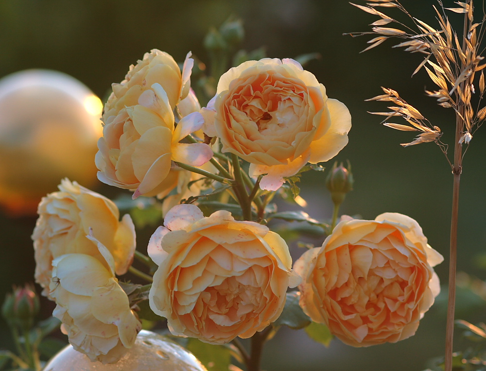 Rose im Abendlicht