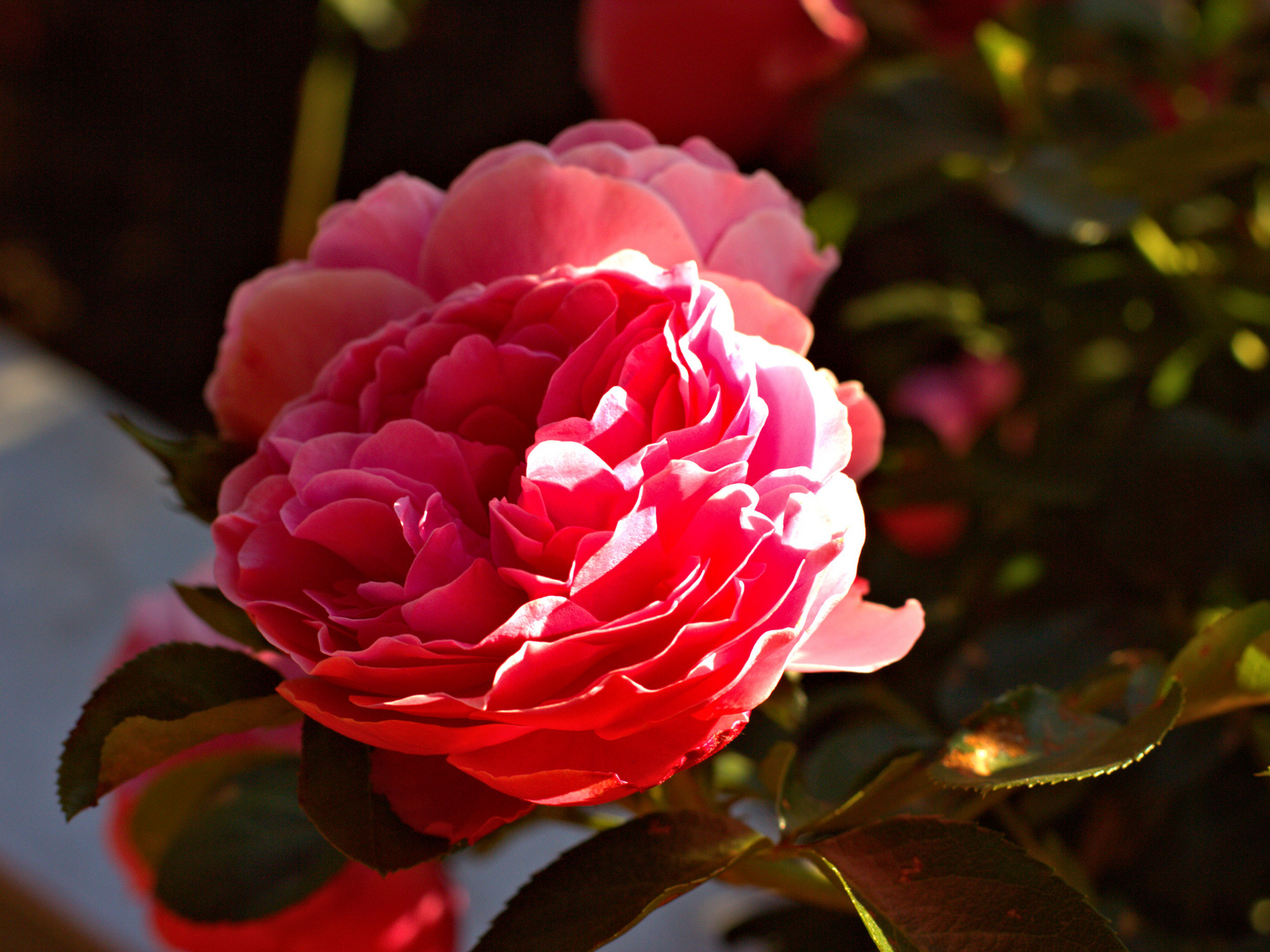 Rose im Abendlicht