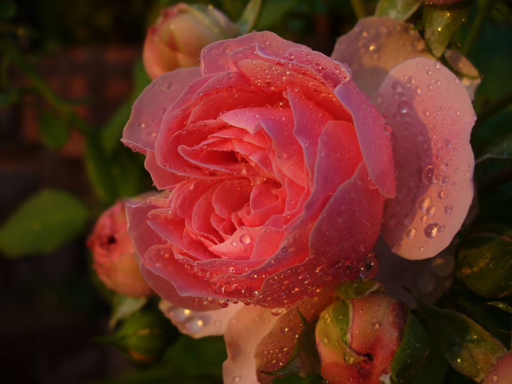 Rose im Abendlicht von Marian Fuchs 