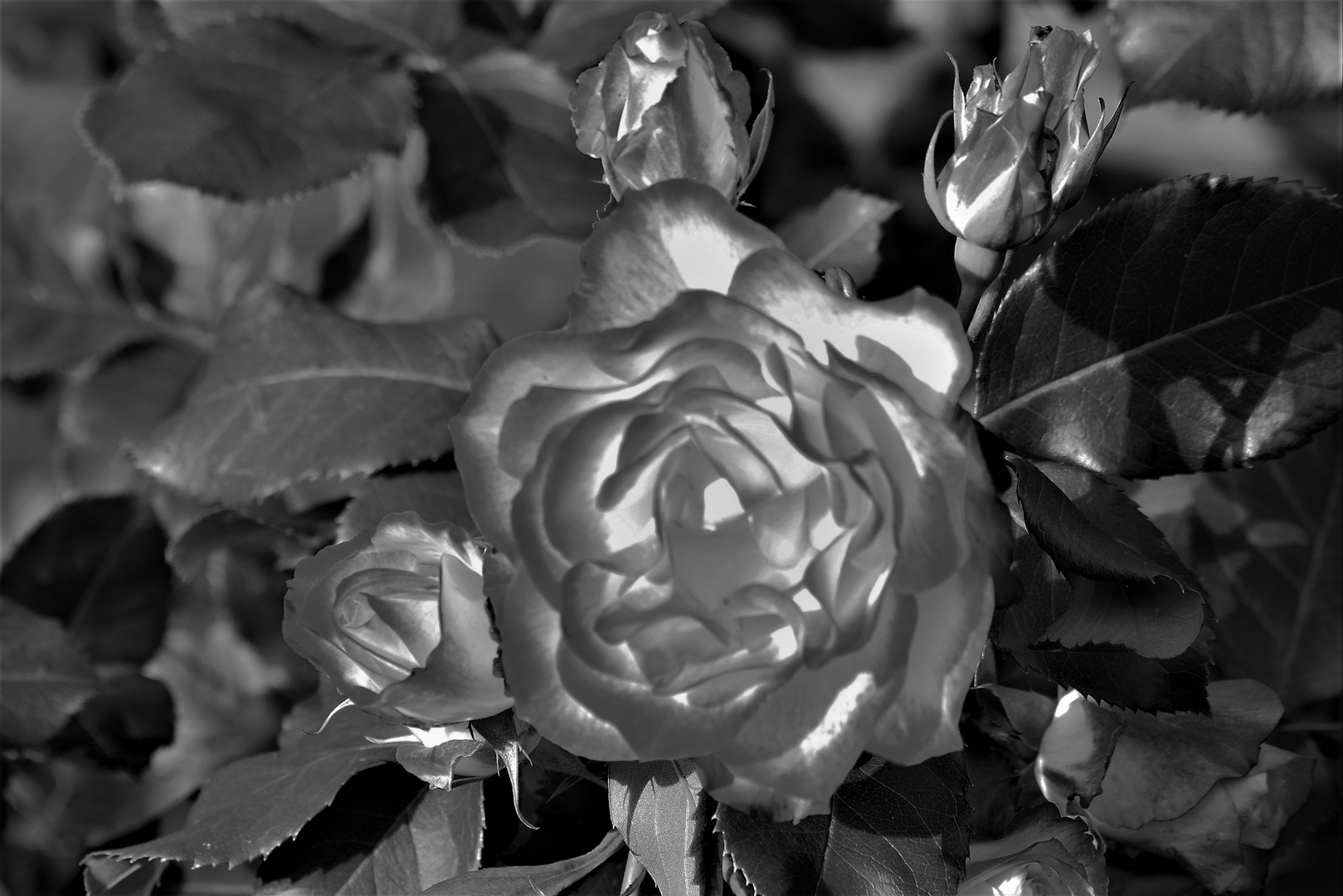 Rose im Abendlicht