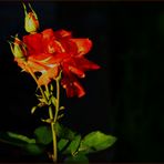 Rose im Abendlicht II