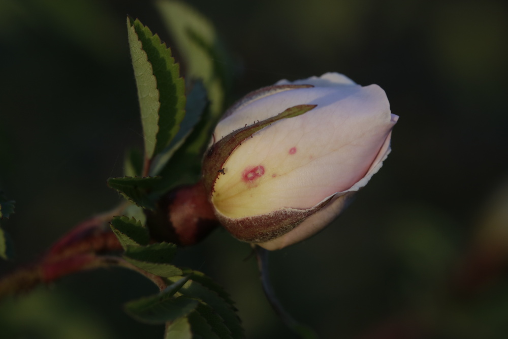 Rose im Abendlicht im September