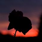 Rose im Abendrot