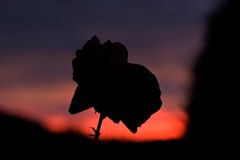 Rose im Abendrot